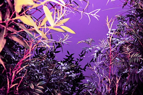 Horde Of Fern Plants Descending Into River Water (Purple Tint Photo)
