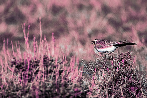 Horned Lark Chirping Loudly Perched Atop Sticks (Purple Tint Photo)