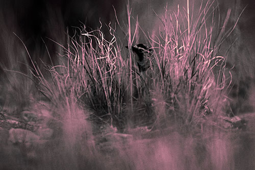 Horned Lark Hiding Among Grass (Purple Tint Photo)