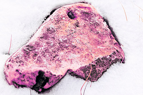 Horse Faced Rock Imprinted In Snow (Purple Tint Photo)