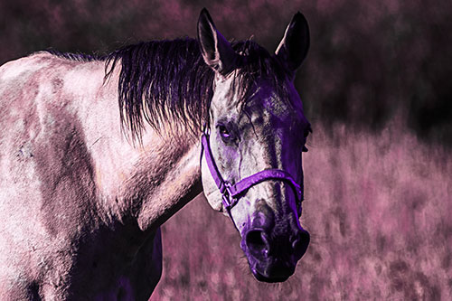 Horse Making Eye Contact (Purple Tint Photo)