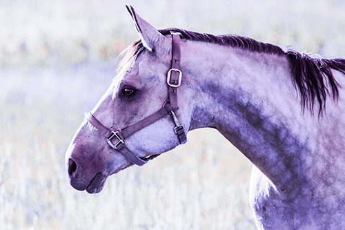 Horse Wearing Bridle Among Sunshine (Purple Tint Photo)