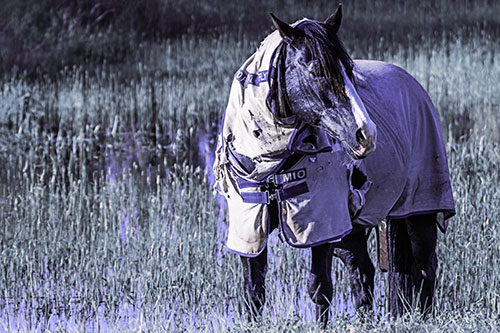 Horse Wearing Coat Atop Wet Grassy Marsh (Purple Tint Photo)
