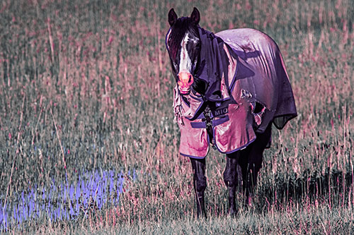 Horse Wearing Coat Standing Along Marsh (Purple Tint Photo)