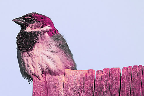 House Sparrow Perched Atop Wooden Post (Purple Tint Photo)