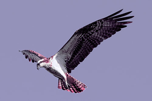 Hovering Osprey Hawk Looking For Fish Below (Purple Tint)