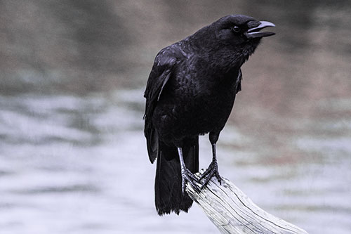 Hunched Over Crow Cawing Atop Broken Tree Log (Purple Tint)