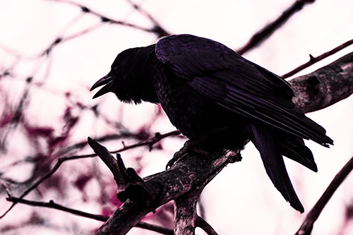 Hunched Over Crow Cawing Atop Tree Branch (Purple Tint Photo)