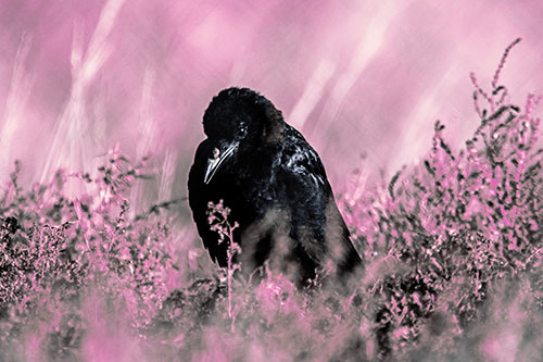 Hunched Over Raven Among Dying Plants (Purple Tint Photo)