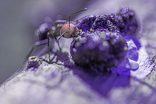 Hungry Carpenter Ant Tears Food Using Mandible Jaws (Purple Tint Photo)