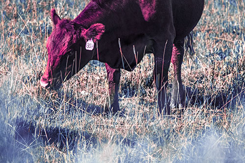 Hungry Cow Enjoying Grassy Meal (Purple Tint Photo)