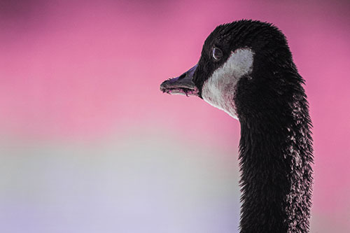 Hungry Crumb Mouthed Canadian Goose Senses Intruder (Purple Tint Photo)
