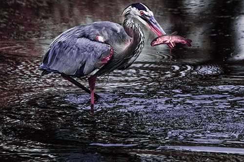 Hungry Great Blue Heron Spears Through Trout Fish (Purple Tint)