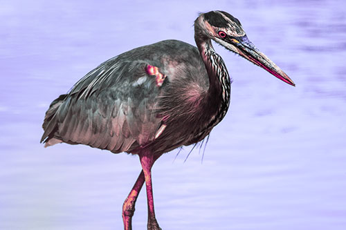 Hungry Great Blue Heron Spots Swimming Fish (Purple Tint)