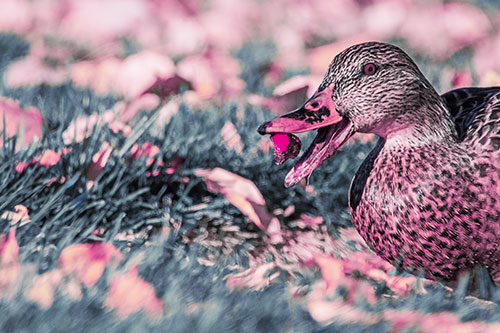 Hungry Mallard Duck Devours Cherry (Purple Tint)