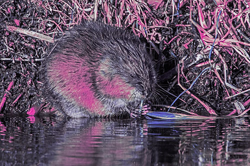 Hungry Muskrat Chews Water Reed Grass Along River Shore (Purple Tint Photo)
