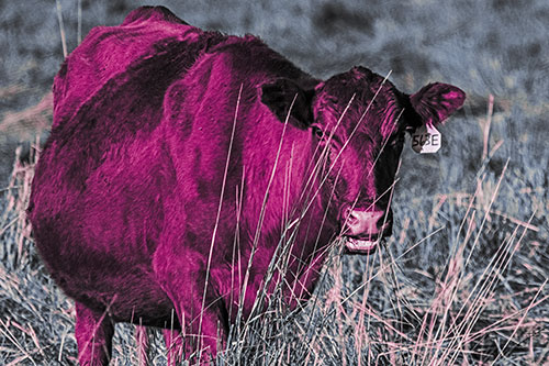 Hungry Open Mouthed Cow Enjoying Hay (Purple Tint Photo)