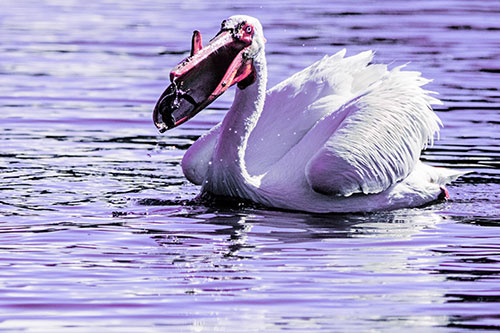 Hungry Pelican Captures Salamander For Breakfast (Purple Tint)