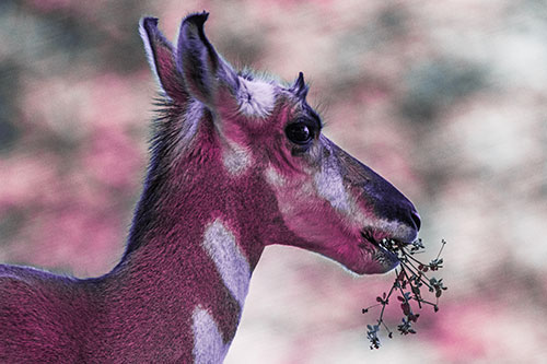 Hungry Pronghorn Gobbles Leafy Plant (Purple Tint Photo)