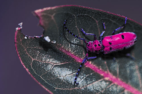 Hungry Red Milkweed Beetle Rests Among Chewed Leaf (Purple Tint Photo)