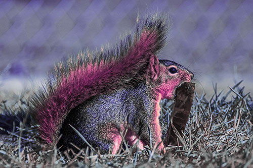 Hungry Squirrel Chews Watermelon Among Grass (Purple Tint)