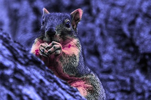 Hungry Squirrel Feasting Among Sloping Tree Branch (Purple Tint Photo)