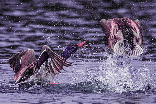 Hyper Water Splashing Mallard Ducks Playing Among Lake (Purple Tint)