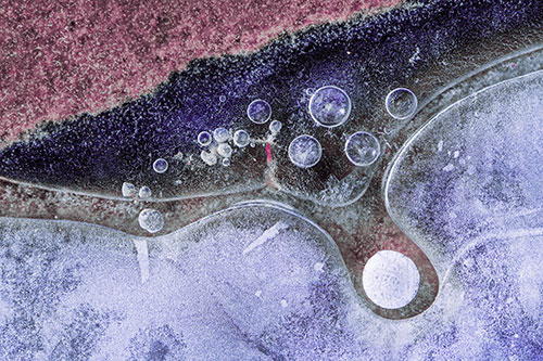 Ice Bubbles Among Frozen Soil Crevice (Purple Tint)