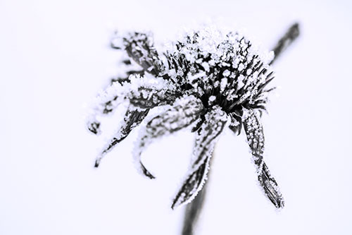 Ice Frost Consumes Dead Frozen Coneflower (Purple Tint Photo)