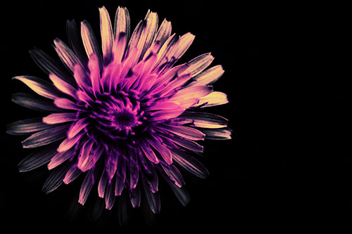 Illuminated Taraxacum Flower In Darkness (Purple Tint Photo)
