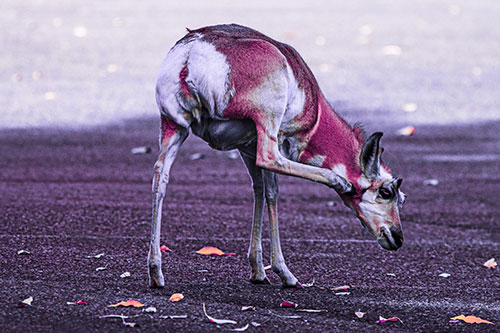 Itchy Pronghorn Scratches Neck Among Autumn Leaves (Purple Tint Photo)