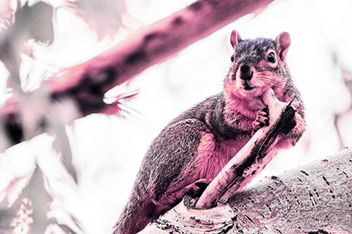 Itchy Squirrel Gets Tree Branch Massage (Purple Tint Photo)