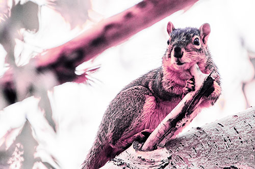 Itchy Squirrel Gets Tree Branch Massage (Purple Tint)