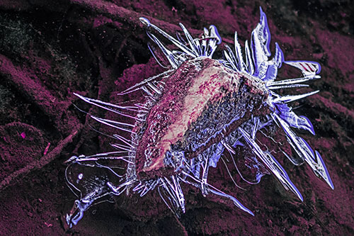 Jagged Spiked Ice Surrounds Water Submerged Rock (Purple Tint Photo)