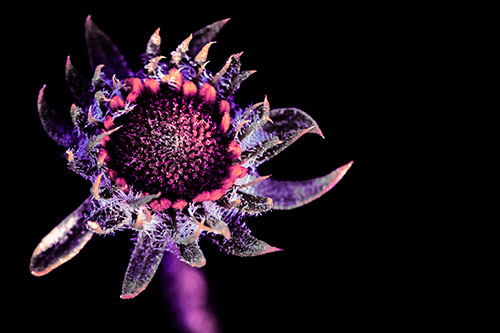 Jagged Tattered Rayless Sunflower (Purple Tint Photo)