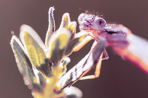 Joyful Damselfly Enjoys Sunshine Atop Plant (Purple Tint)
