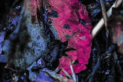 Joyful Deteriorating Watery Eyed Leaf Face (Purple Tint Photo)