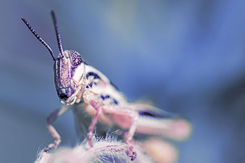 Joyful Grasshopper Standing Among Fuzzy Plant Top (Purple Tint)