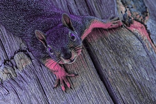 Joyful Squirrel Looking Upwards Among Wooden Pole (Purple Tint)