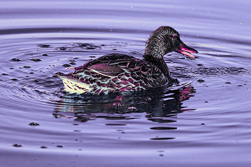 Joyful Water Splashing Mallard Duck Enjoying Calm Lake (Purple Tint)
