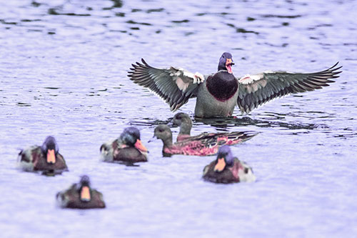 Jump Scaring Wing Flapping Mallard Duck Quacking Atop Lake (Purple Tint)