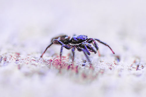 Jumping Spider Crawling Along Flat Terrain (Purple Tint Photo)