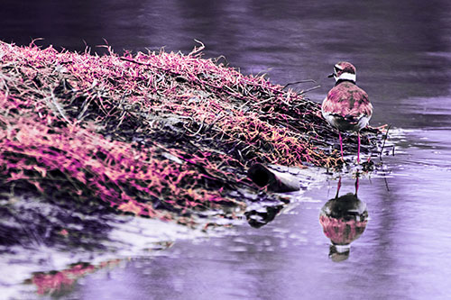 Killdeer Bird Standing Along River Shoreline (Purple Tint Photo)