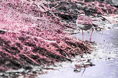 Killdeer Bird Turning Corner Around River Shoreline (Purple Tint Photo)