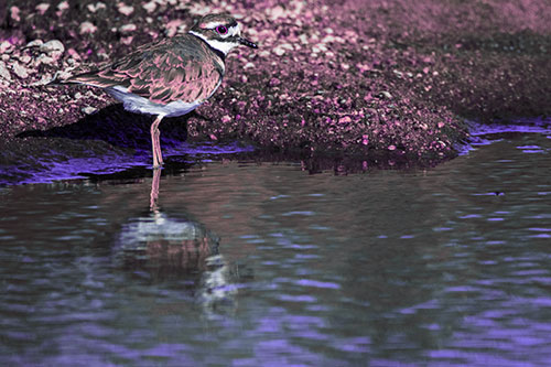 Killdeer Standing Along River Shoreline (Purple Tint Photo)