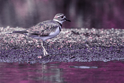 Killdeer Wanders Along Rocky River Shoreline (Purple Tint)
