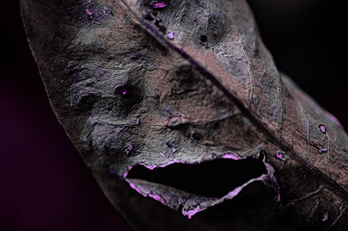 Lacerated Mouth Leaf Face Smirking Among Decay (Purple Tint)