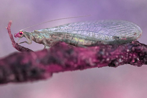 Lacewing Grabs Ahold Twig Branch (Purple Tint)