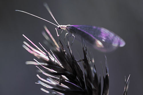 Lacewing Standing Atop Plant Blades (Purple Tint Photo)