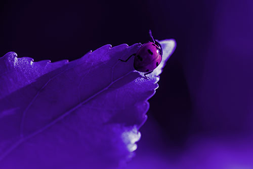 Ladybug Crawling To Top Of Leaf (Purple Tint Photo)